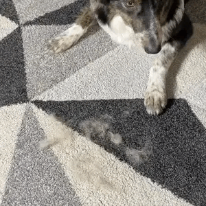 FurLift Brush™ – Instantly Removes Pet Hair From Any Surface